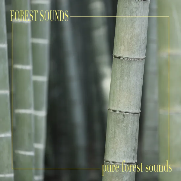 Forest Days — Forest Sounds