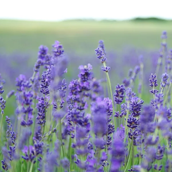 Lavender Fields — James Quinn