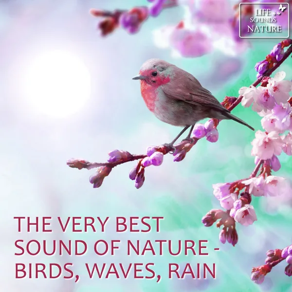 Relaxing With Chirping Birds In My Cozy Garden — Life Sounds Nature